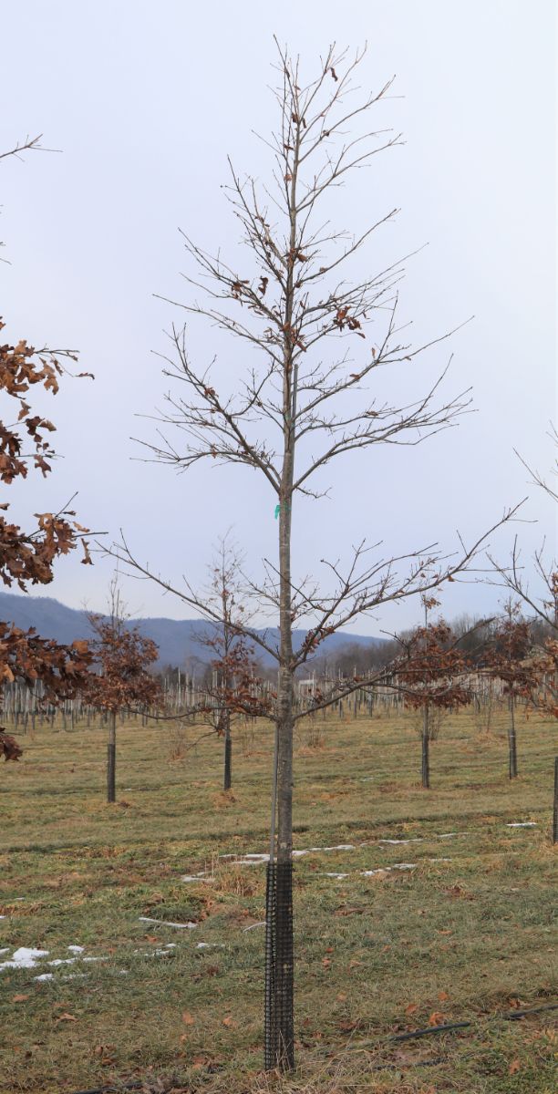 Featured Native:  Swamp Chestnut Oak (Quercus michauxii)