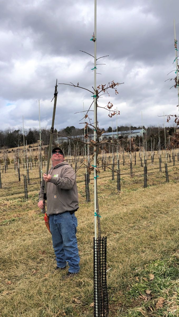 At the Nursery:  Winter Chores:  Pruning Tall Product