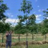 Chores at the Nursery:  Summer Pruning