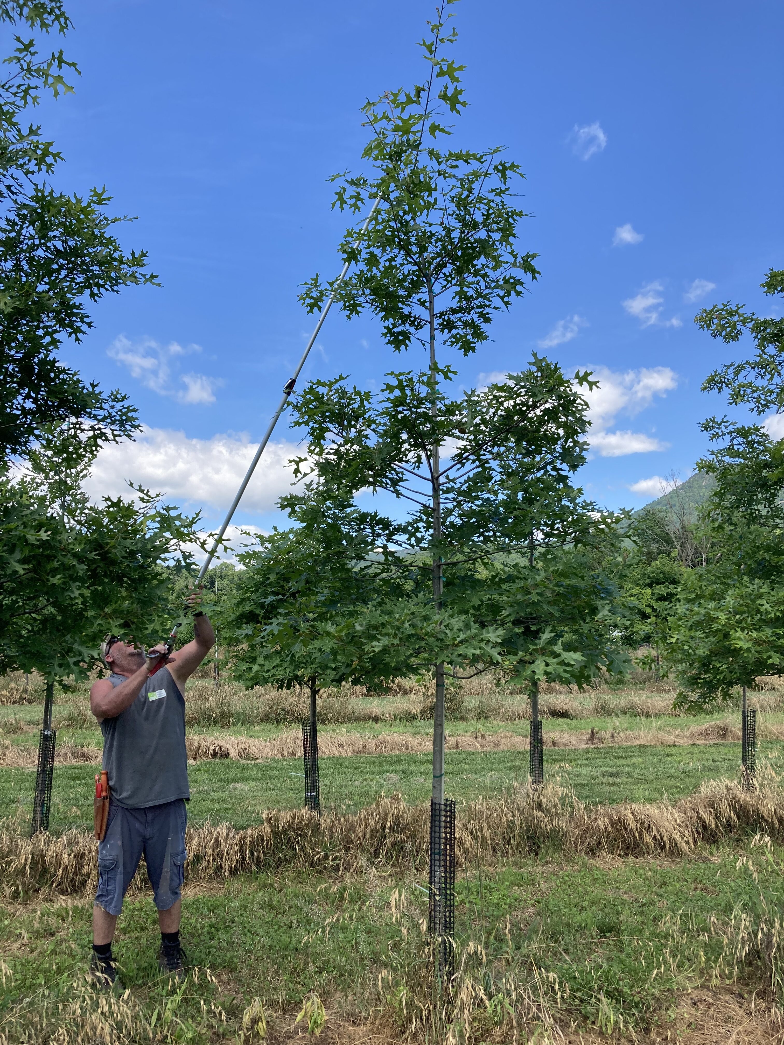 Chores at the Nursery:  Summer Pruning