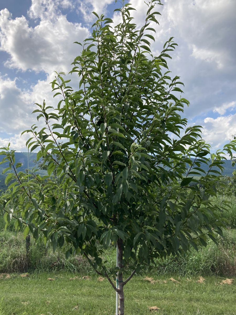 Featured Native: Wild Black Cherry (Prunus serotina)