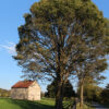 Featured Native: Common Hackberry (Celtis occidentalis)