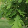 Featured Native: White Oak (Quercus alba)