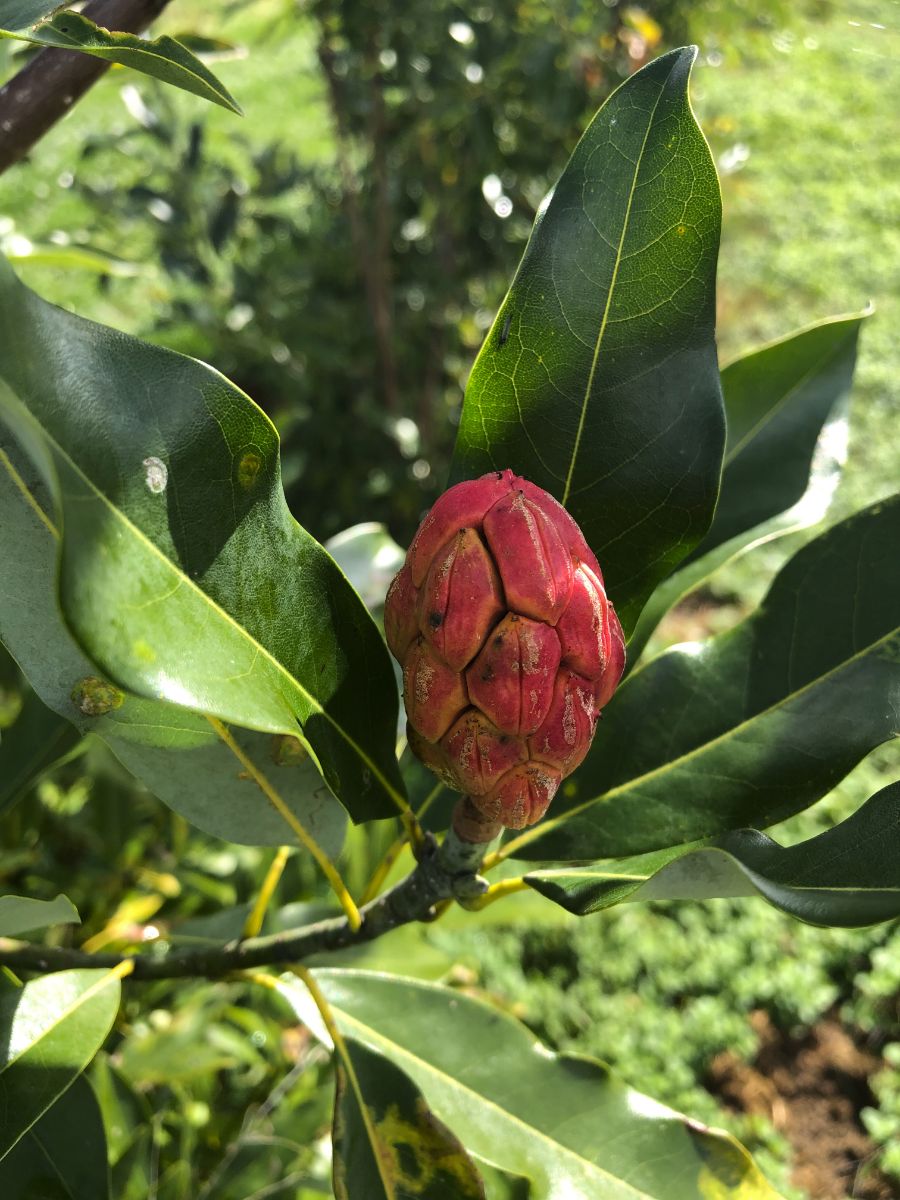 Featured Native: Sweetbay (Magnolia virginiana)