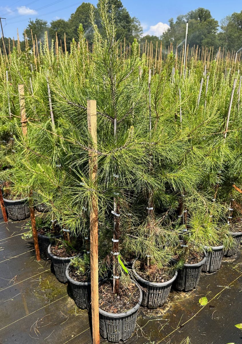 Nursery Processes:  Touring Liner Growers, Pt 1