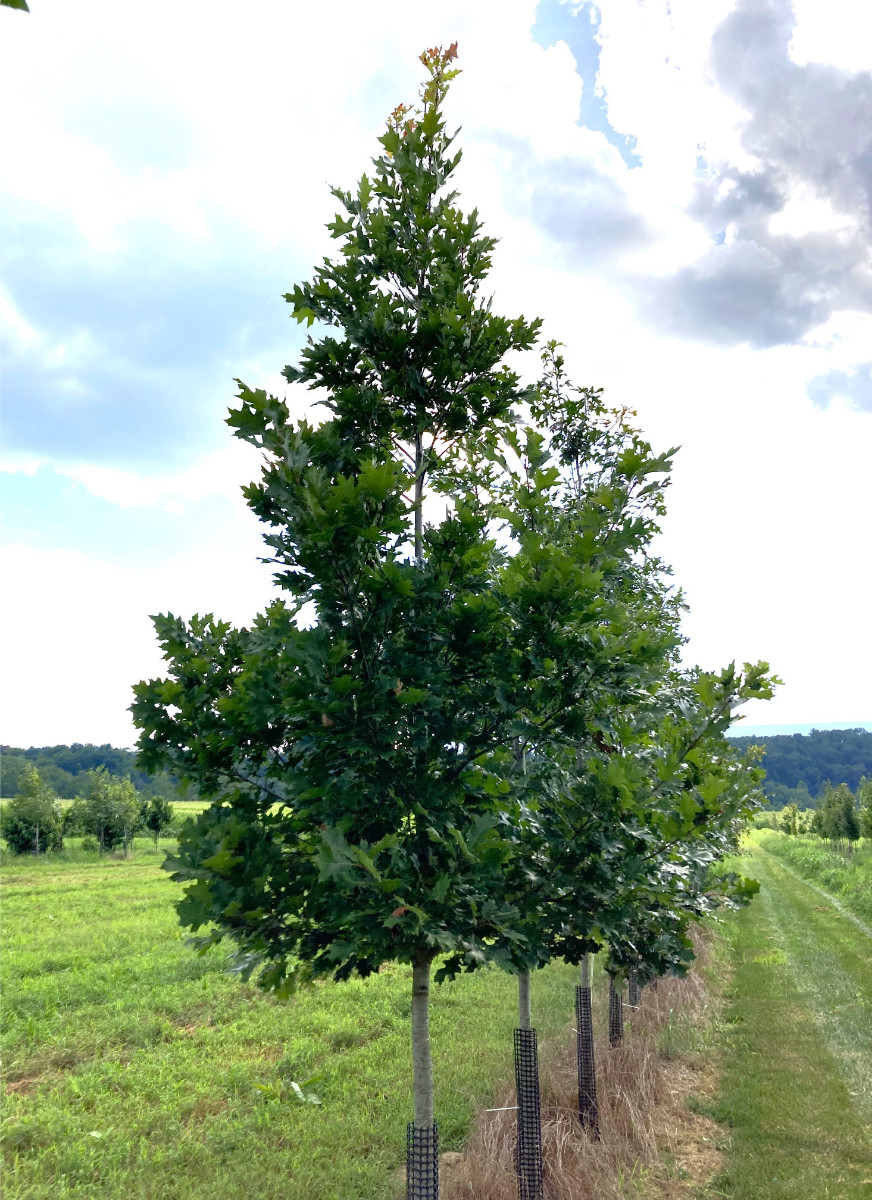 Featured Native: Black Oak (Quercus velutina)
