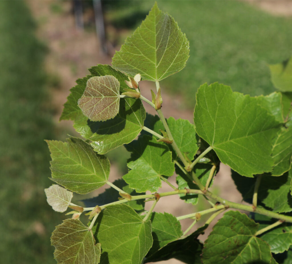 Featured Native: Basswood (Tilia americana) - White House Natives LLC, image size:1024x929