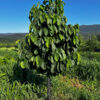 Featured Native:  Common Pawpaw (Asimina triloba)