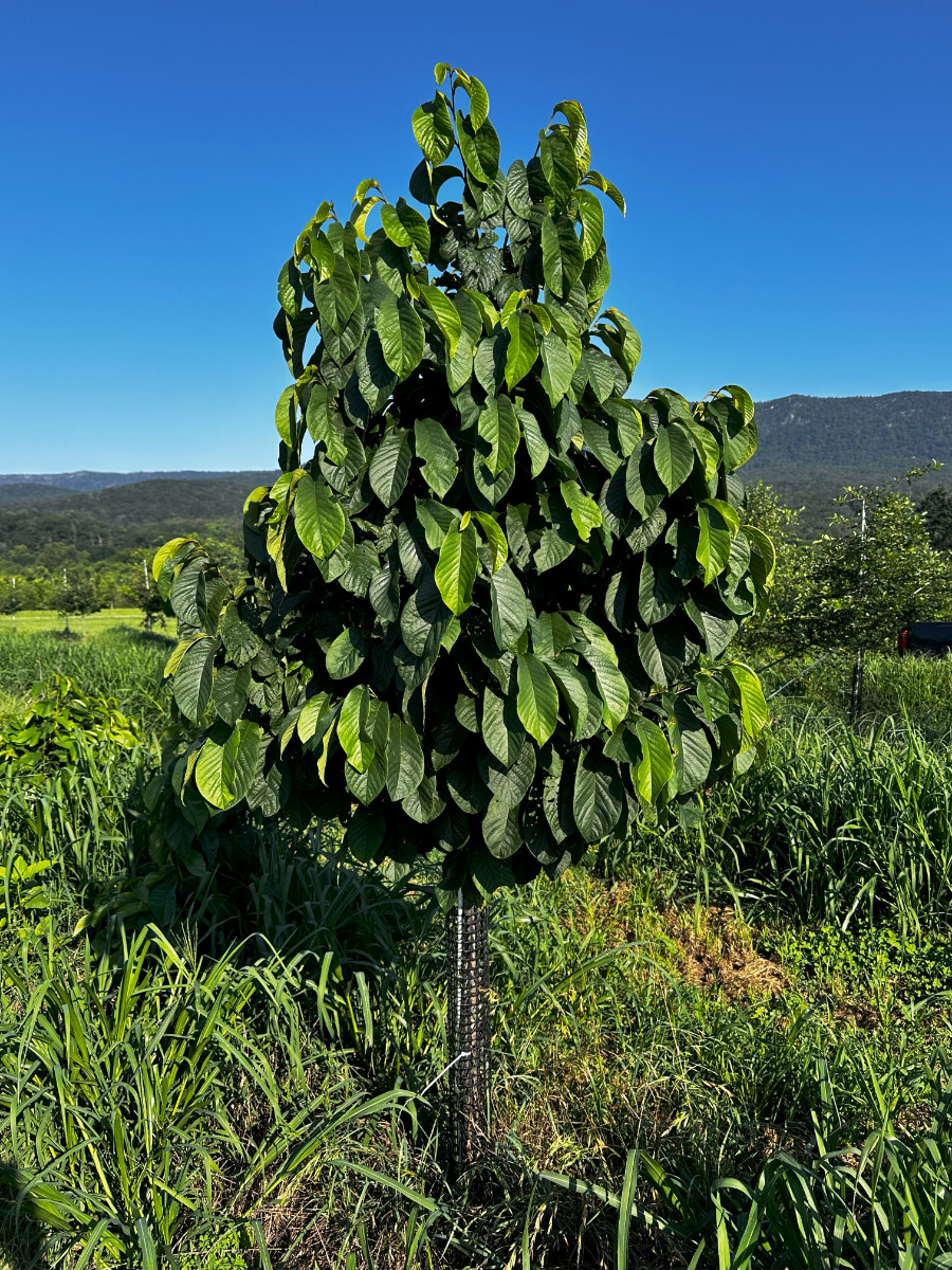 Featured Native:  Common Pawpaw (Asimina triloba)