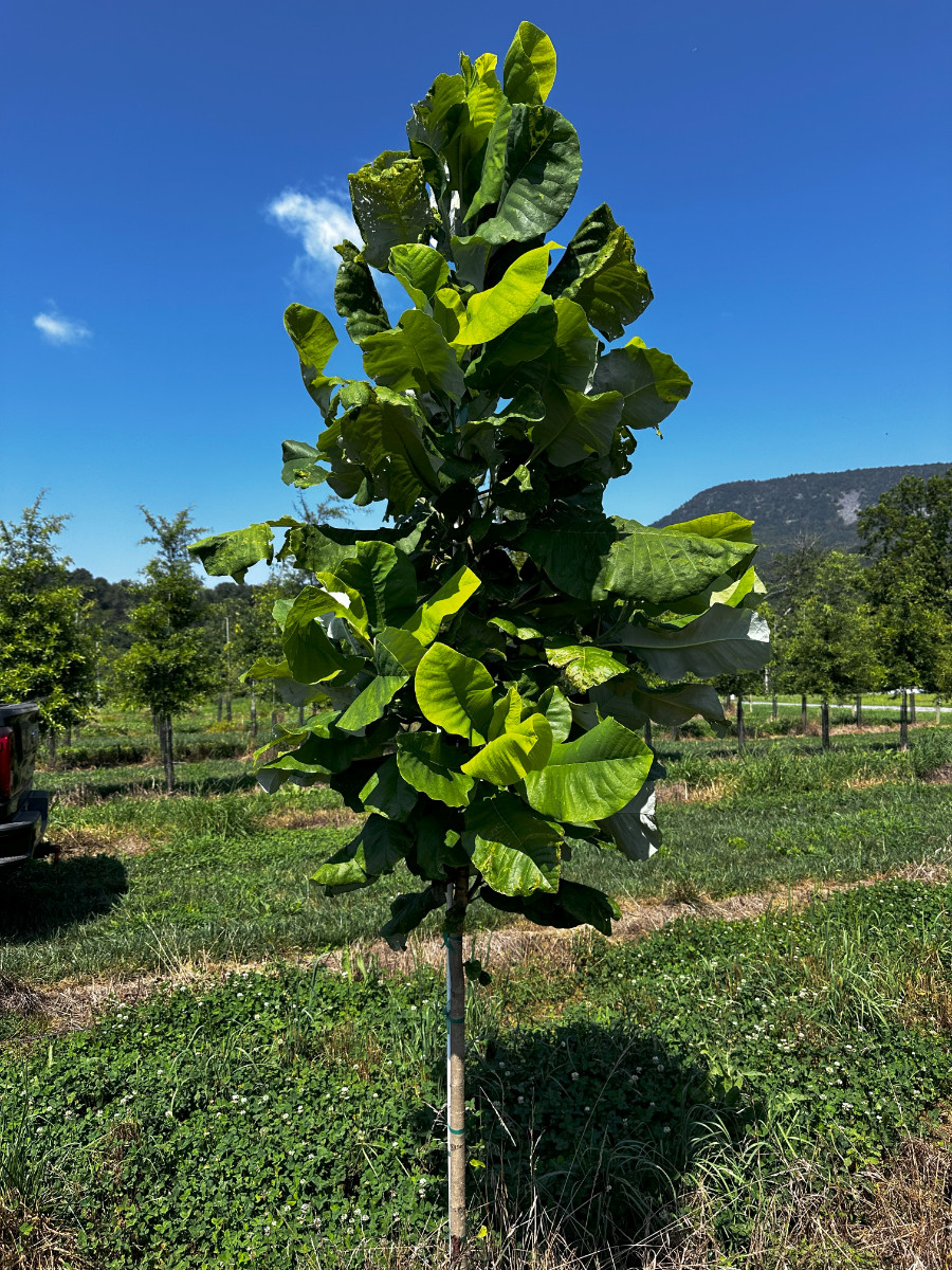 At the Nursery:  Midsummer at the Nursery, Part 2