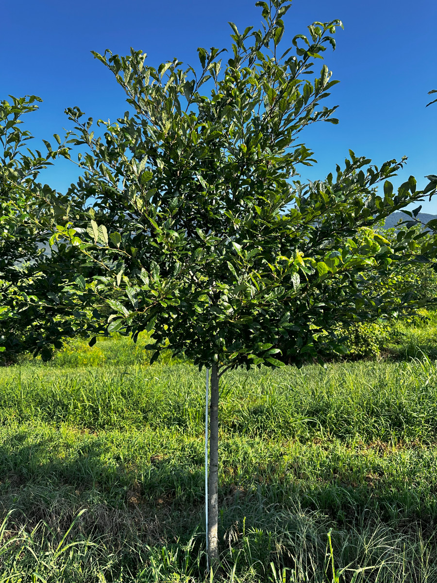 At the Nursery:  Midsummer at the Nursery, Part 1