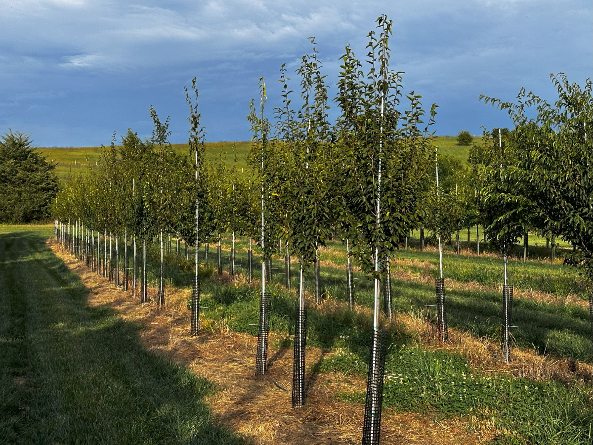 At the Nursery:  Summer’s End at the Nursery, Part 1