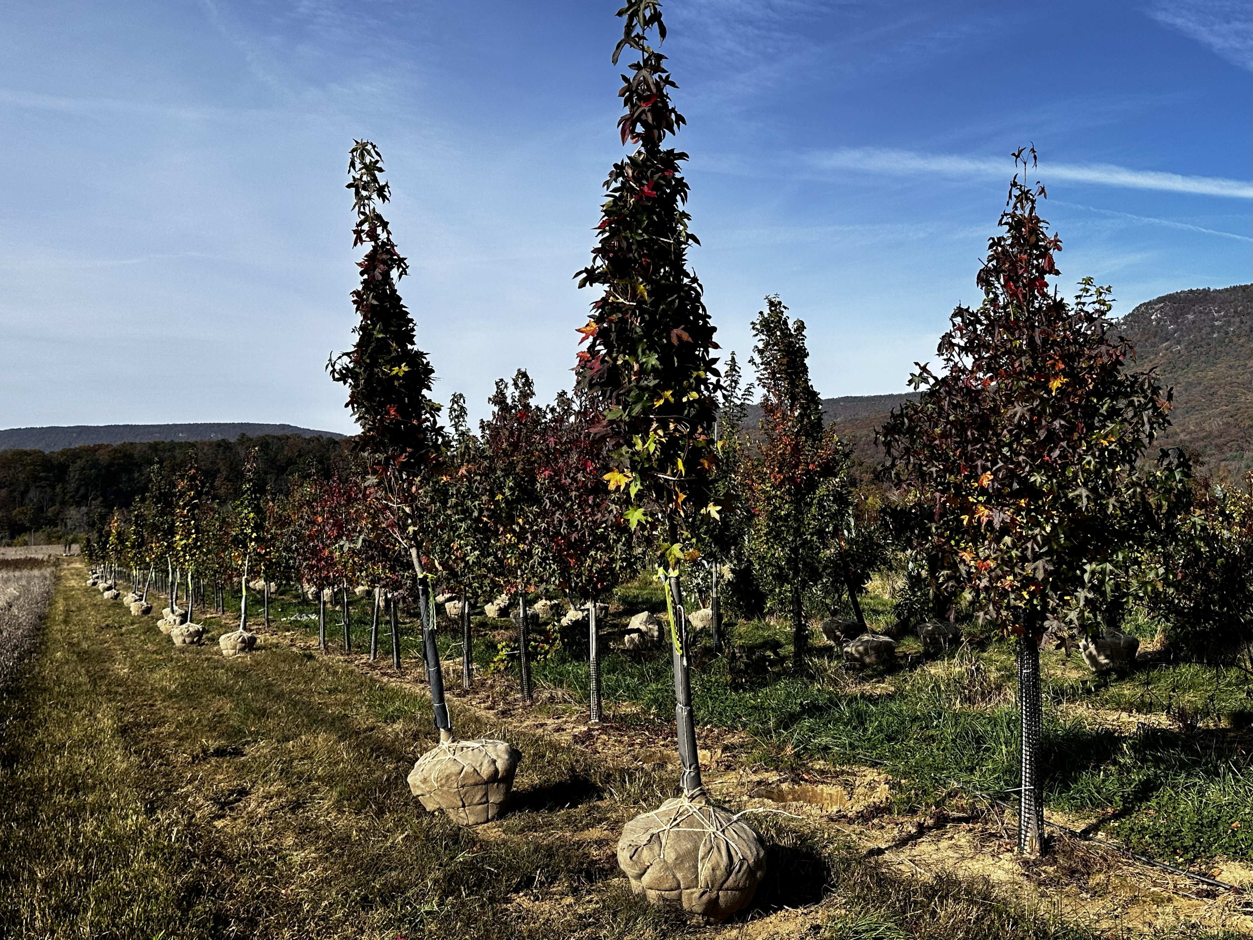 At the Nursery:  Fall Digging Underway, Part 1