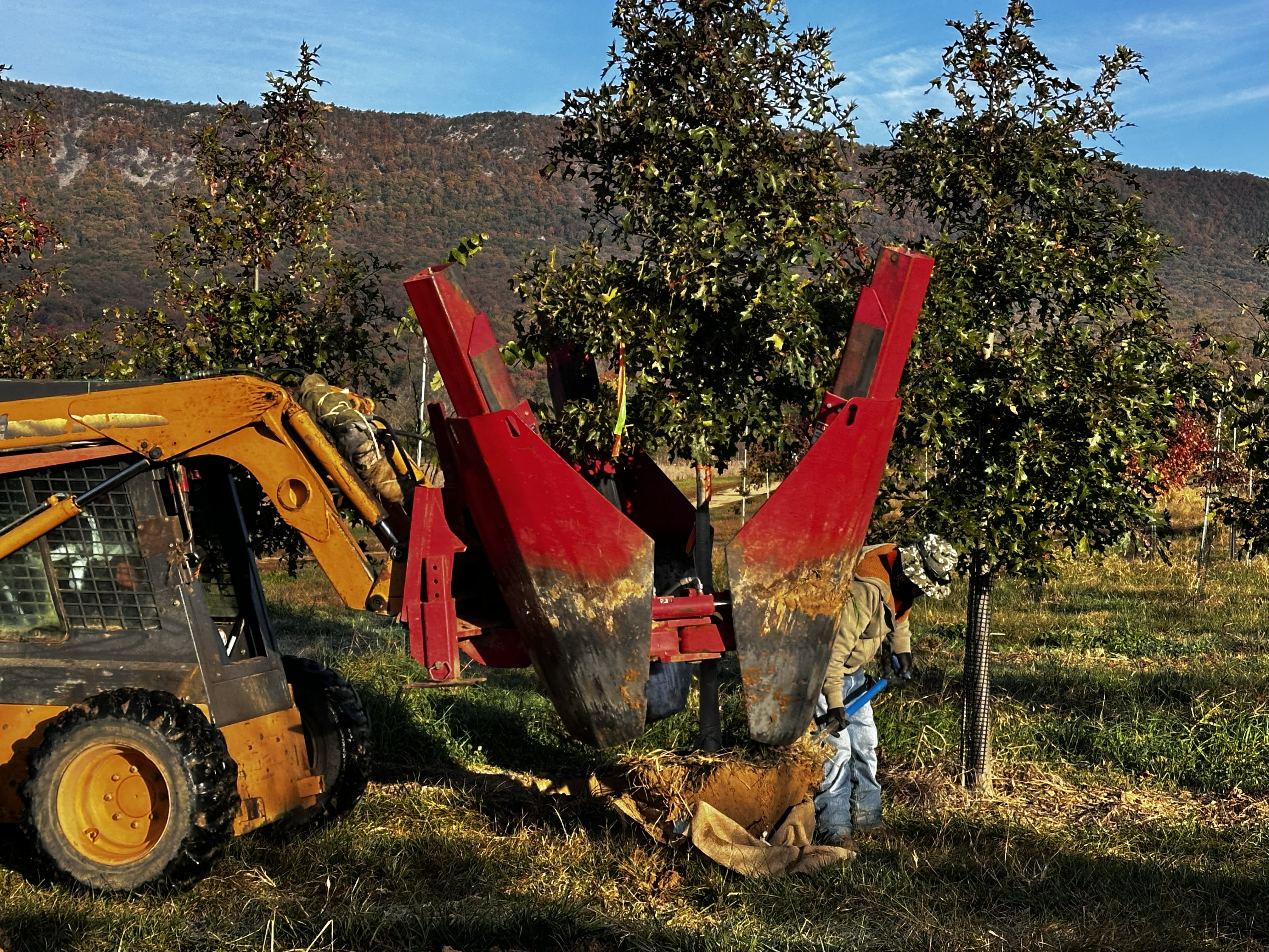 At the Nursery:  Fall Digging Underway, Part 2