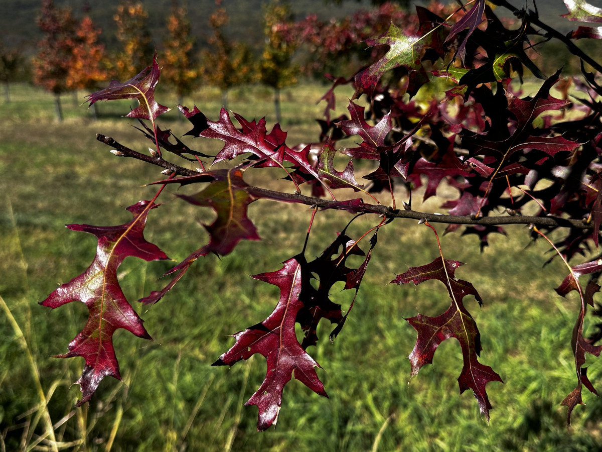 At the Nursery:  Fall Scenes, Part 1