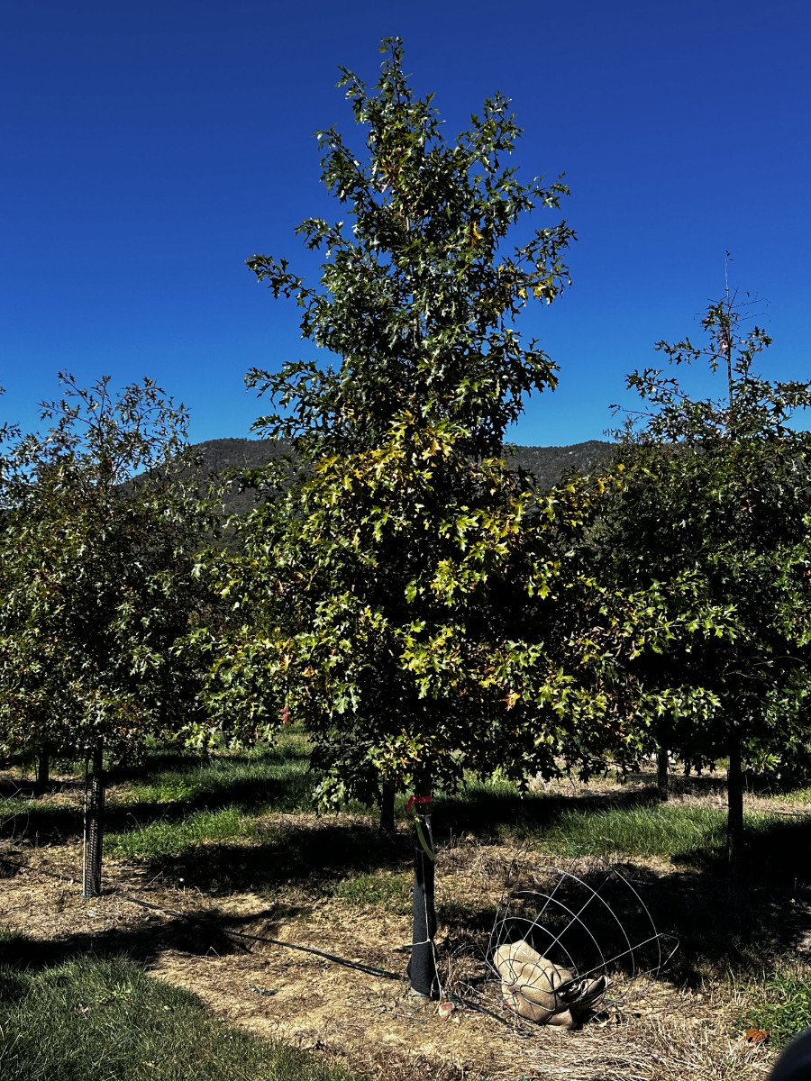 At the Nursery:  Fall Scenes, Part 2