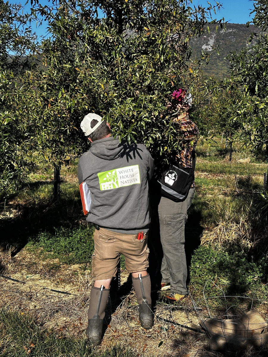 At the Nursery:  Fall Tagging