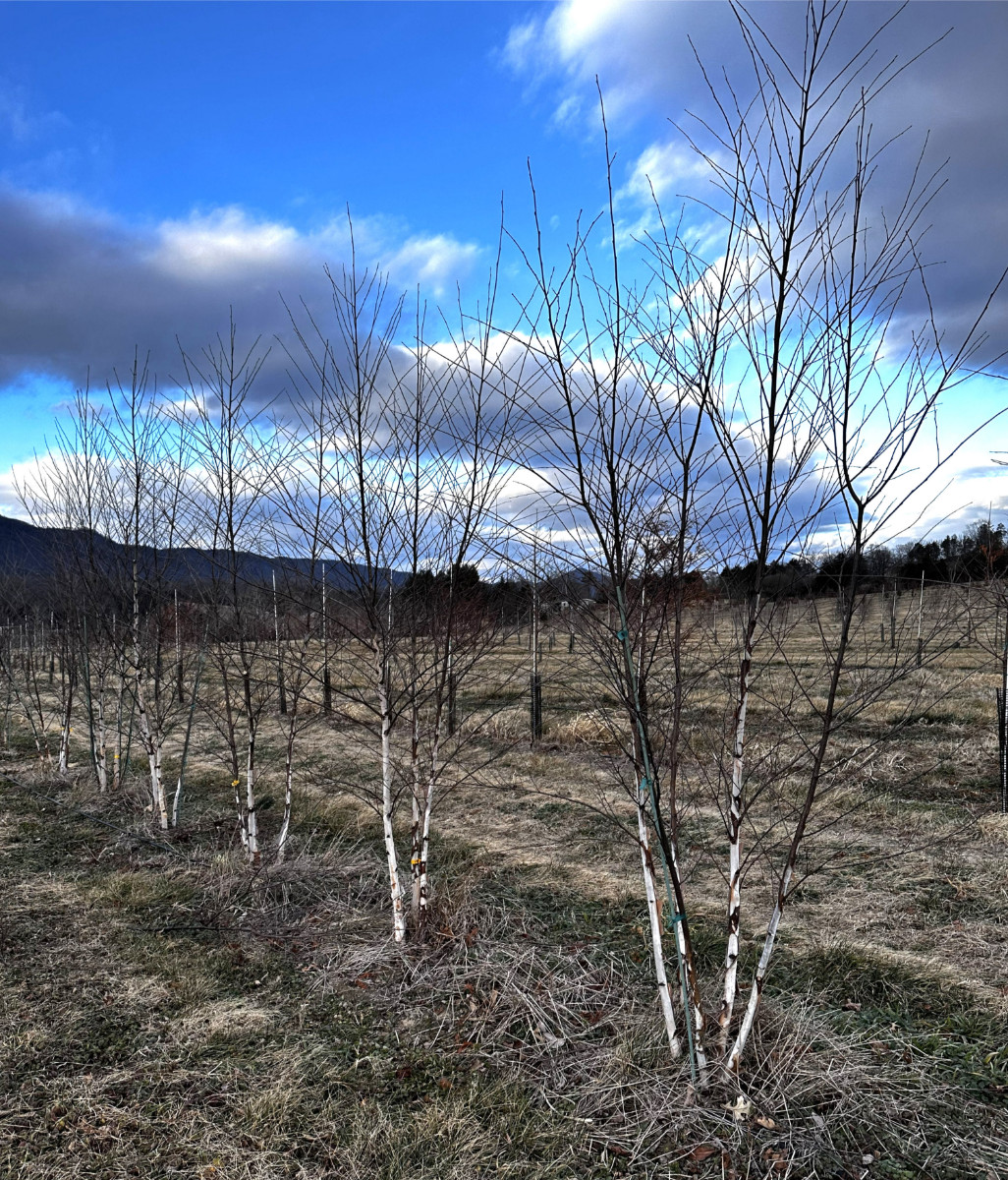 At the Nursery:  Winter Inventory, Part 2