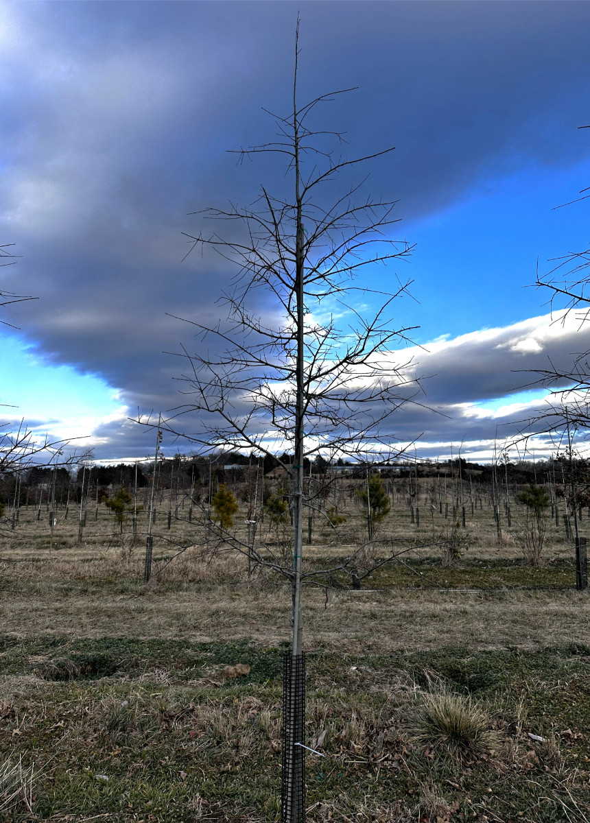 At the Nursery:  Winter Inventory, Part 1