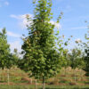 Featured Native: Sugar Maple (Acer saccharum)