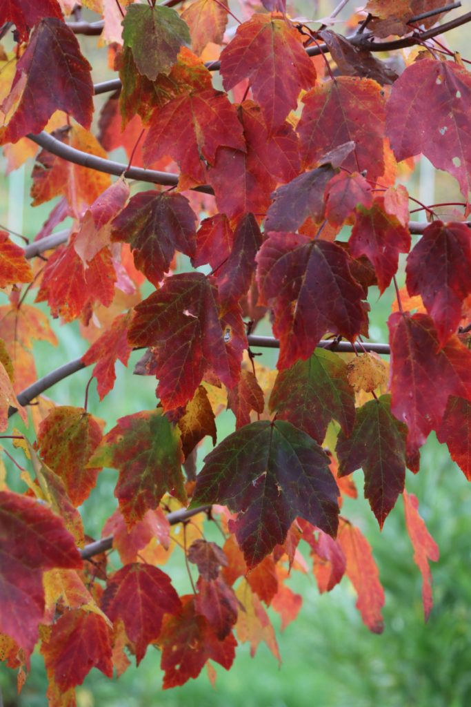 Acer rubrum, fall color detail