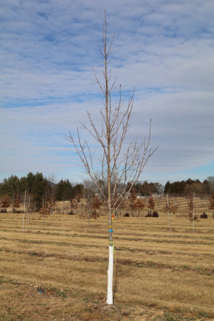 Acer saccharum; 2-2½ in