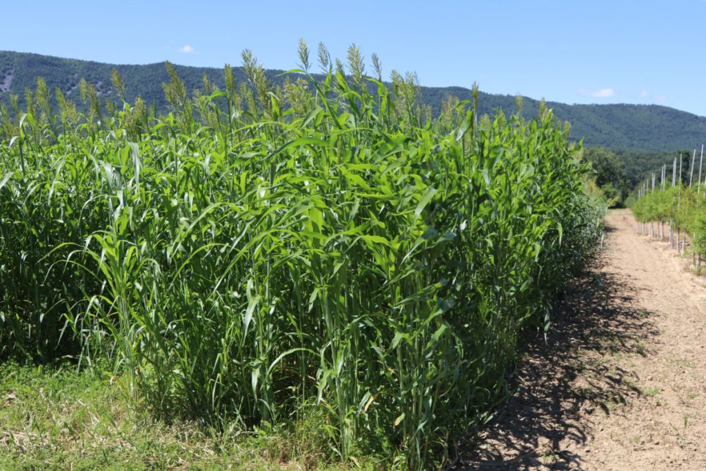 Cover crops; sudangrass and buckwheat