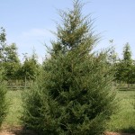7-8' Juniperus virginiana at White House Natives