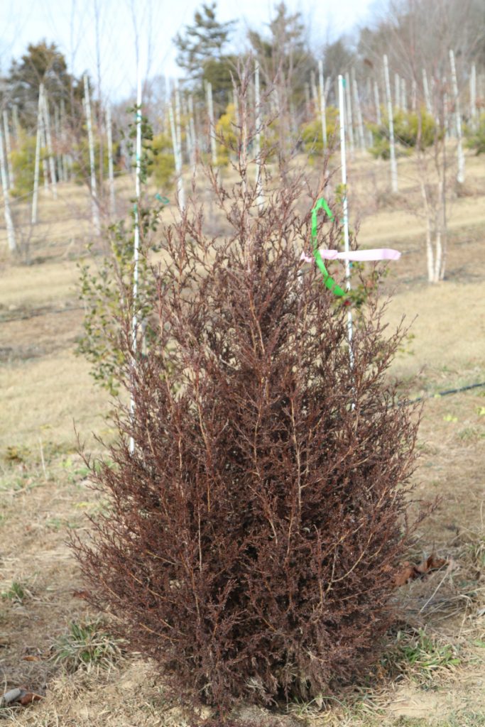Juniperus virginiana; 5-6 ft