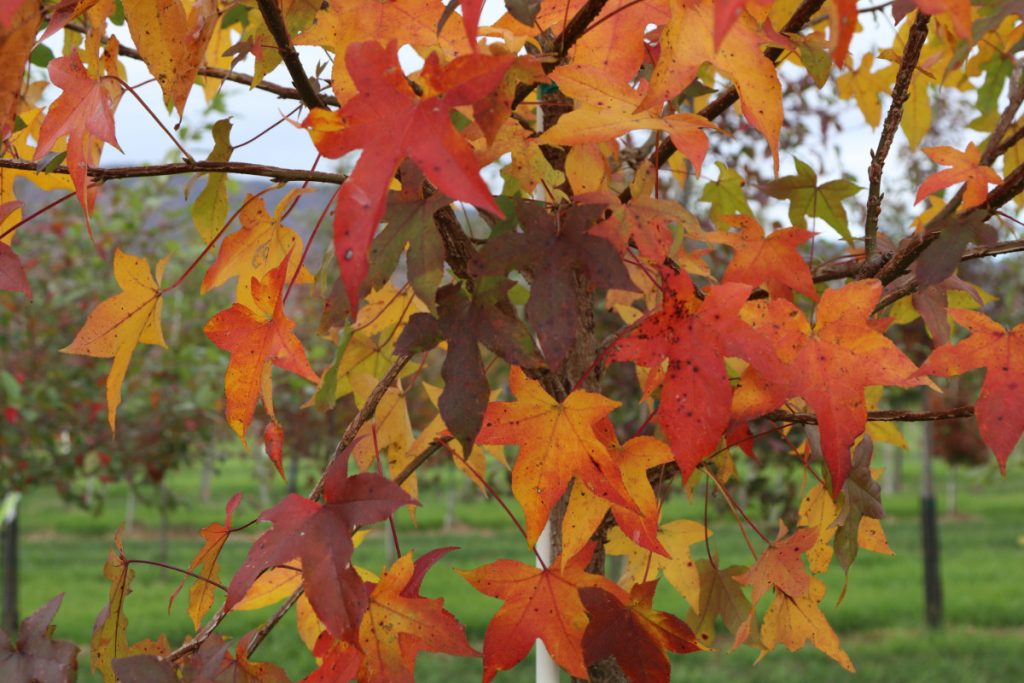 Liquidambar styraciflua, fall color