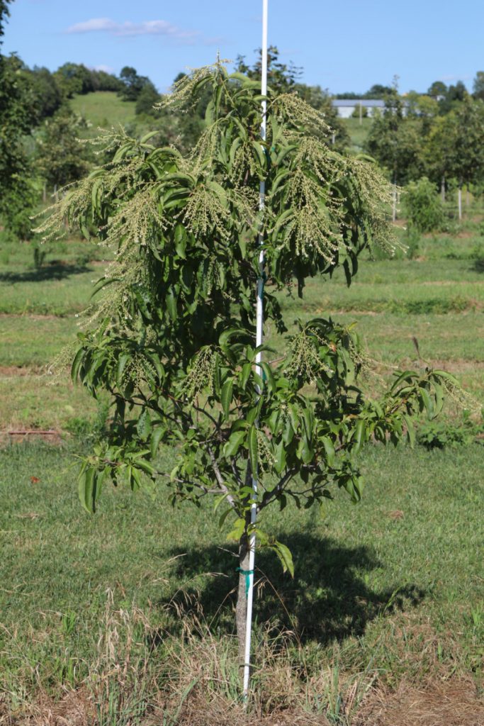 Oxydendrum arboreum; 1¼ in, 5-6 ft
