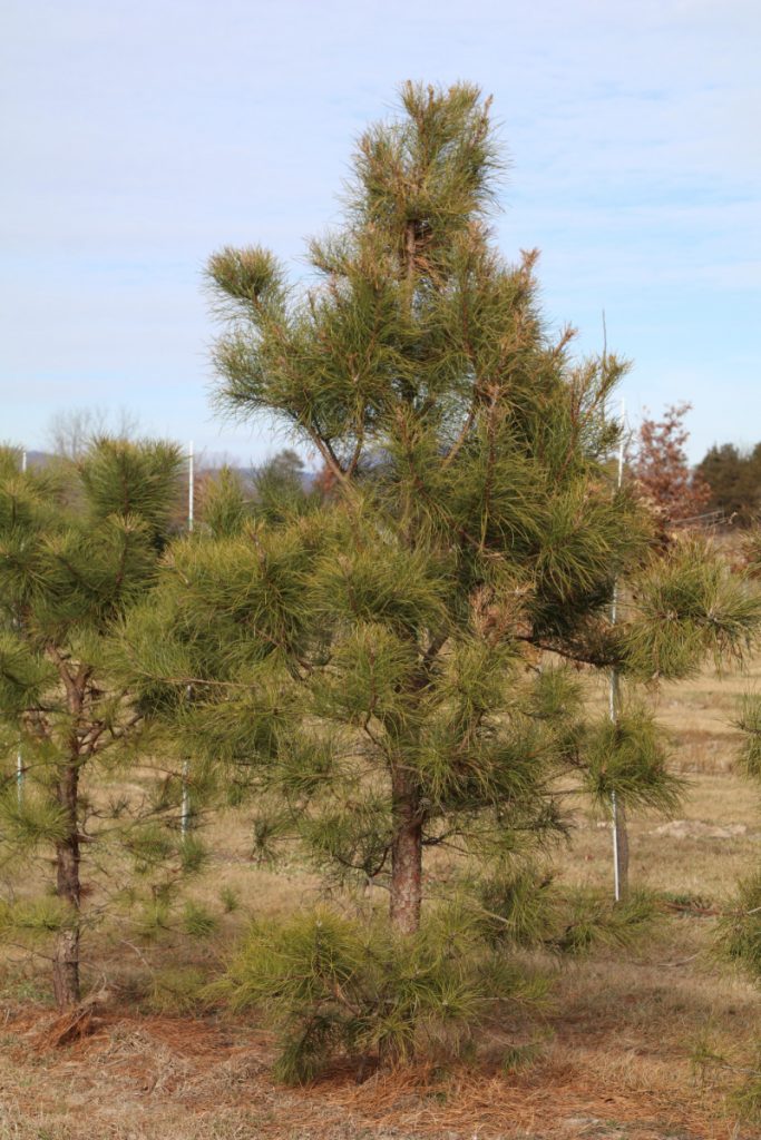 Pinus rigida; 8 ft