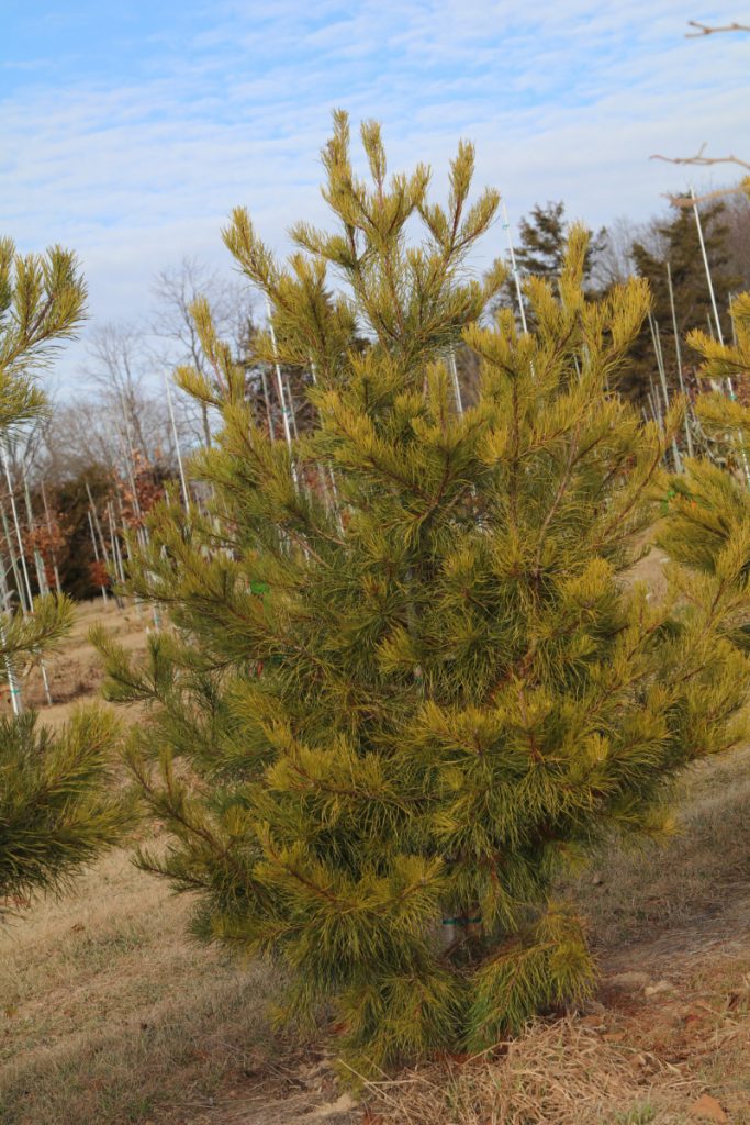 Pinus virginiana; 6-7 ft
