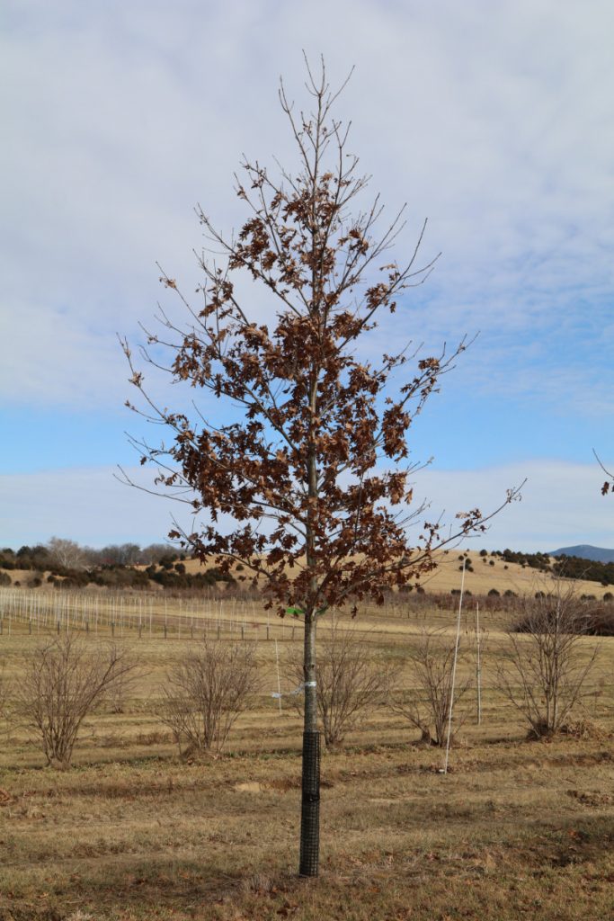 Quercus alba; 3½ in