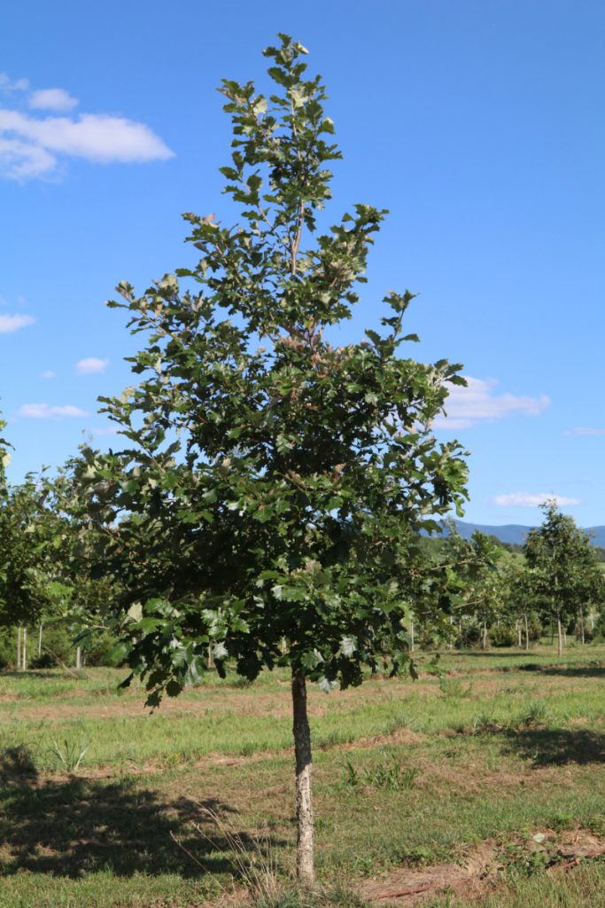Quercus bicolor; 3 in