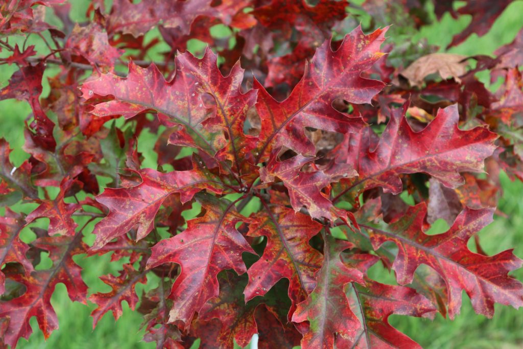 Quercus coccinea, fall color