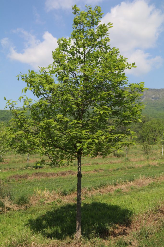 Quercus michauxii; 3 in