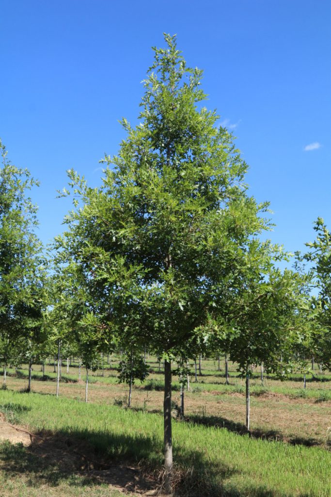 Quercus palustris; 3½ in