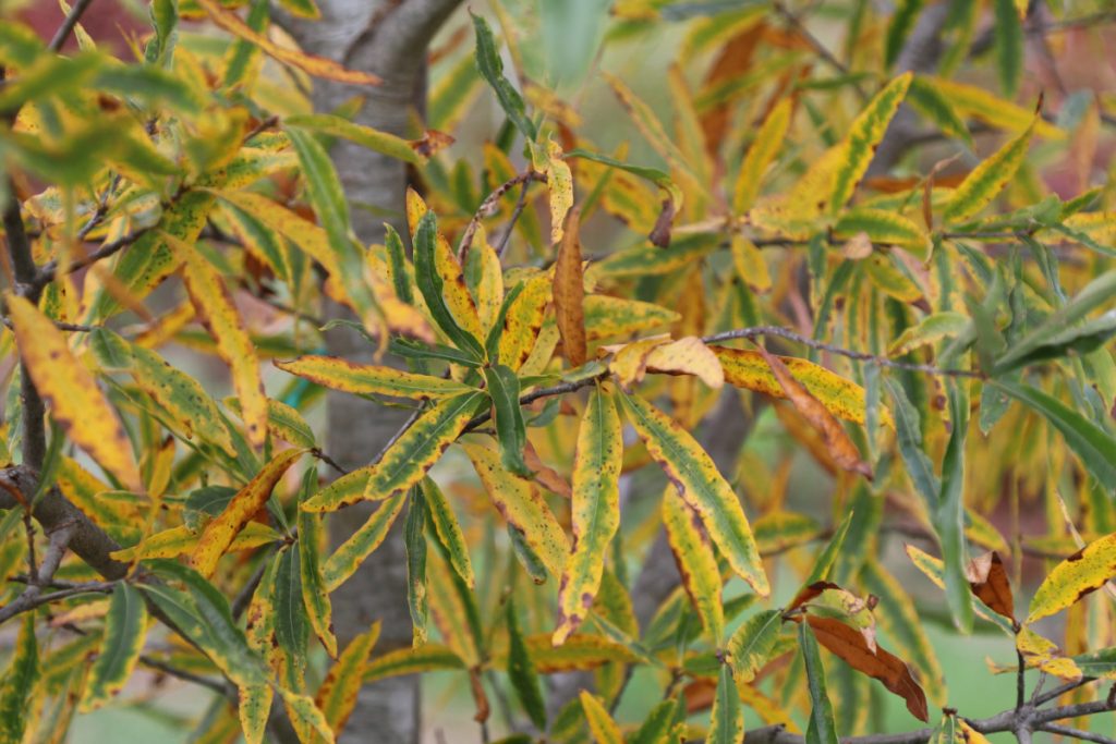 Quercus phellos, fall color