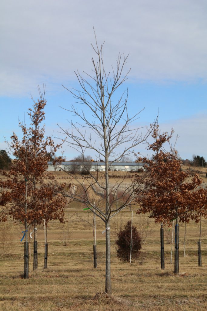 Quercus rubra; 3½ in