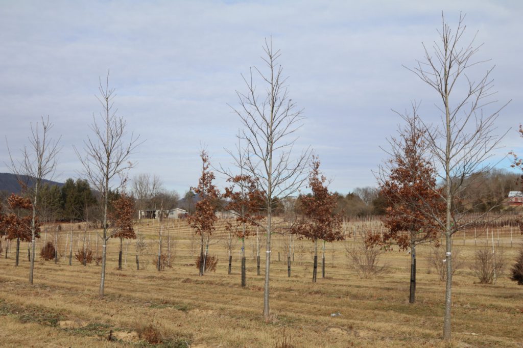 Quercus rubra; 3½ in, block