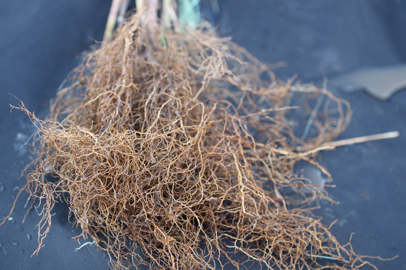 Root System Silky Dogwood
