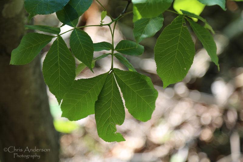Featured Native Shagbark Hickory (Carya ovata) White House Natives LLC