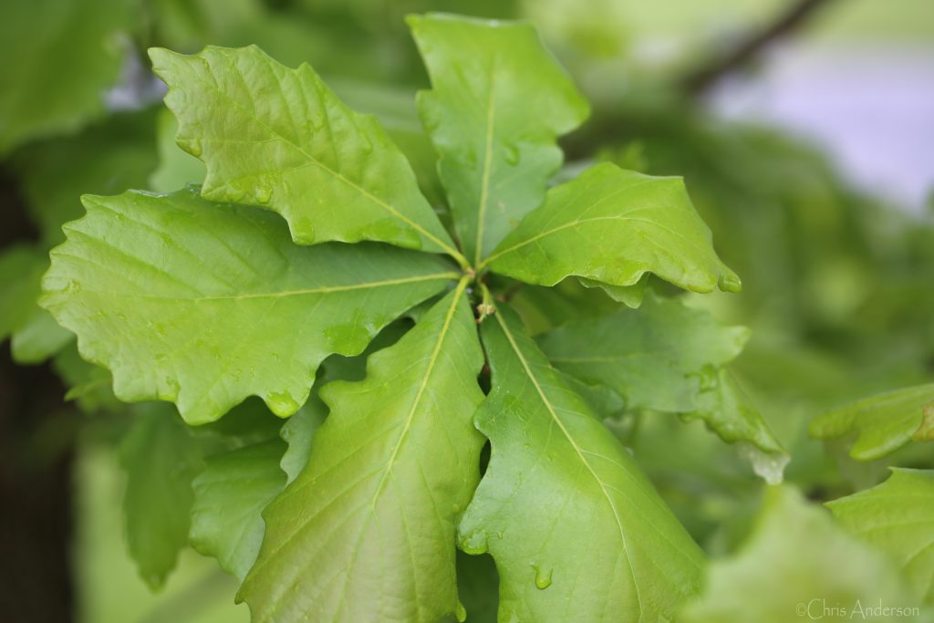 oak tree id by leaf